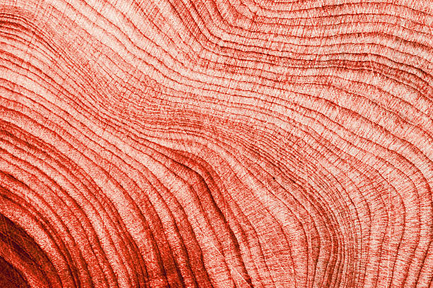 Red Wood Texture Close-up natural tree growth rings in cross-section pattern, juniper wooden Abstract Organic Background bright vivid colored, organic lines form curved concentric nature patterns