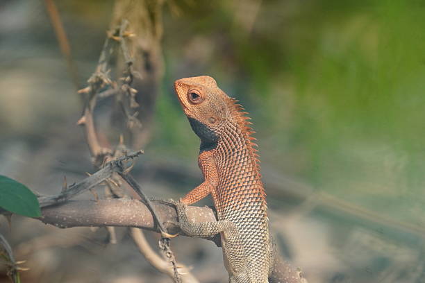 istock The  Garden Lizard is a colorful, agile reptile known for rapid color changes, territorial behavior, and insect-eating habits. 2221044549