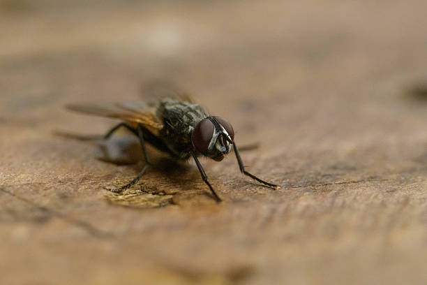 istock Macro Close-up of Fly on Wood 2221046419