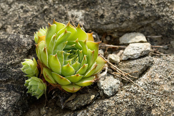 A close-up showcases a vibrant green Sempervivum tectorum, commonly known as hen and chicks, thriving amidst a rugged gray rock setting. The succulent's intricate rosette shape is accentuated by the surrounding pebbles and twigs, highlighting the contrast between organic softness and stony texture. This image embodies resilience, nature's persistence, and the serene beauty of life adapting to challenging environments.