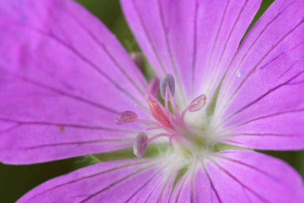 Pink geranium flower on a black background close-up, macro. Spring and summer background