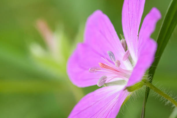 A detailed close-up captures the serene beauty of a light purple flower, possibly a geranium, in full bloom. The delicate petals and intricate reproductive structures are in sharp focus, creating a captivating display of nature's artistry. Softly blurred green foliage provides a contrasting backdrop, emphasizing the flower's vibrant color and delicate details.