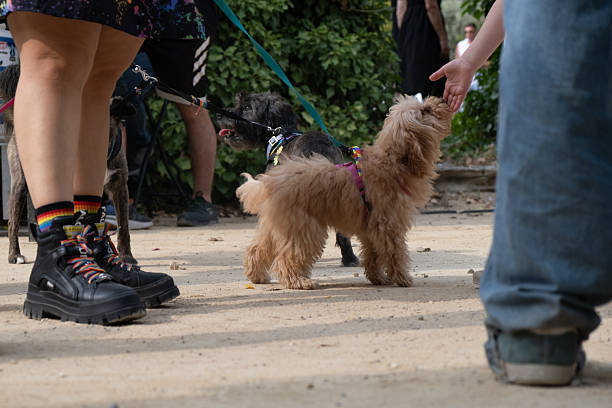 istock Two dogs enjoying a walk in the park with owners 2221048841