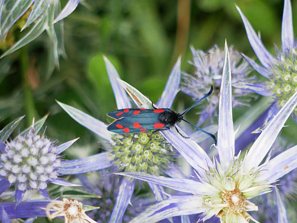 istock colorful narrow-bordered five-spot burnet sitting on a Mediterranean sea holly 2221049142