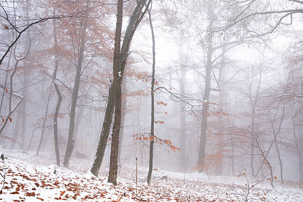 Foggy day in a Danish forest. Winter with snow.