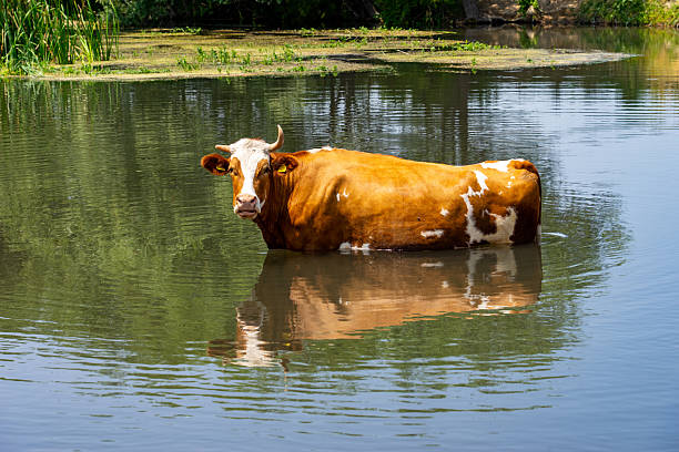 Brown and white Guernsey cow standing in a pond to cool down during a hot summer day