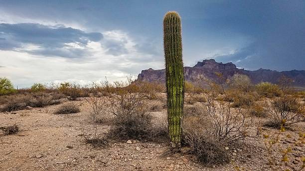 istock Young Saguaro Cactus, Moody Day in the Superstition Mountains 2221051079
