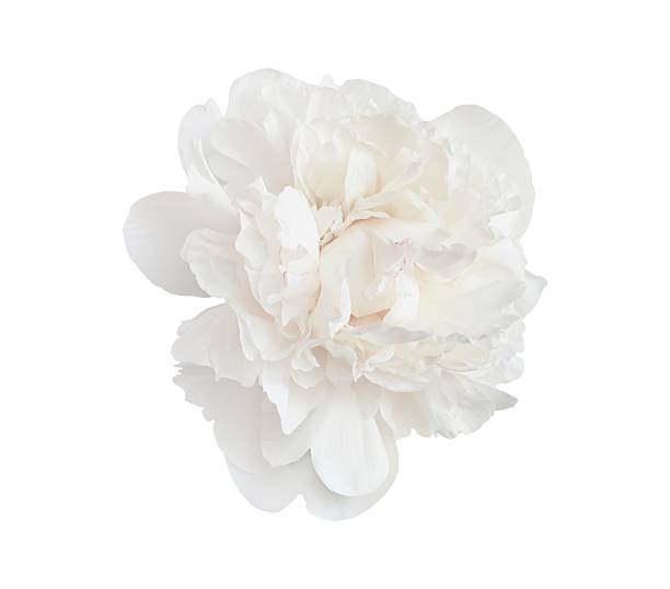 istock Close up projects a beautiful white peony blossom isolated on a transparent background, perfect for design of 2221051755