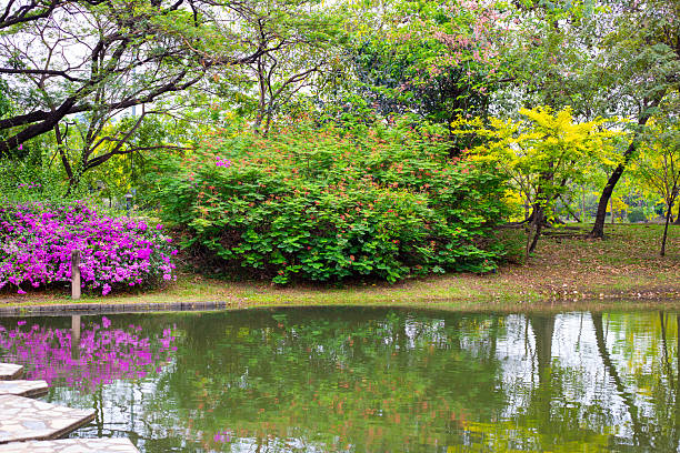 A photo of a lake and a green forest