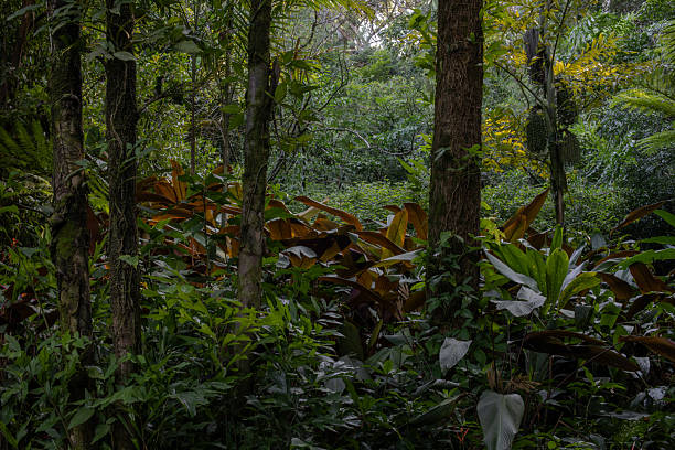 Scenic view of a lush tropical rainforest with dense green foliage, tall trees covered in moss, and vibrant undergrowth. Rich textures and natural light highlight the biodiversity of this jungle landscape, evoking a serene and untouched atmosphere.