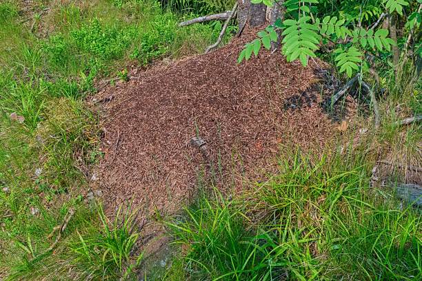 istock Large Forest Anthill at Tree Base. Busy Ant Colony Nest in the Forest. 2221056550