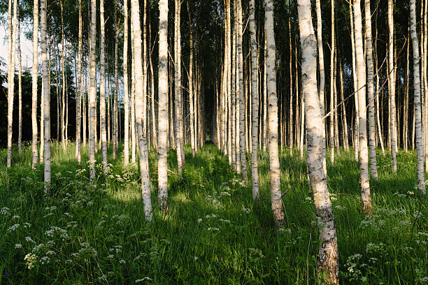 Birch Tree Forest in Golden Light  Peaceful Nature Pathway Through Tall Trees. Symmetrical Birch Grove with Wild Grass and Flowers