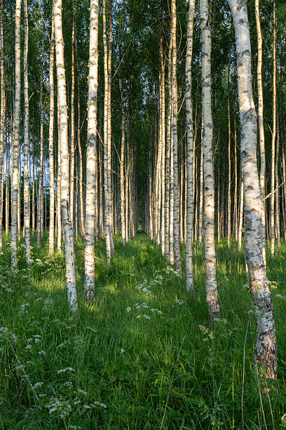istock Symmetrical Birch Tree Avenue  Natural Forest Path with Golden Light 2221058380