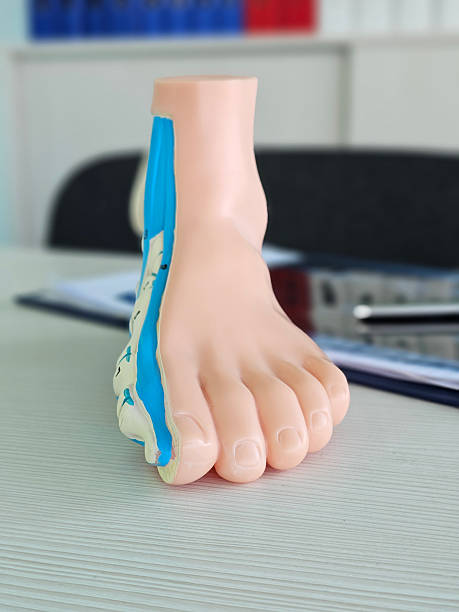 istock Model of a human foot displaying anatomical features for educational purposes 2221059757