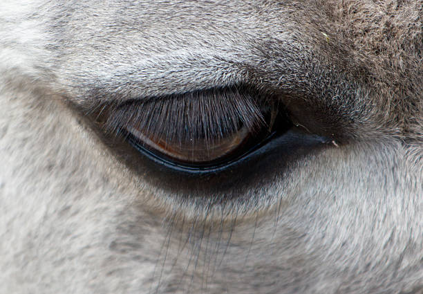 Image shows close up of giraffe
