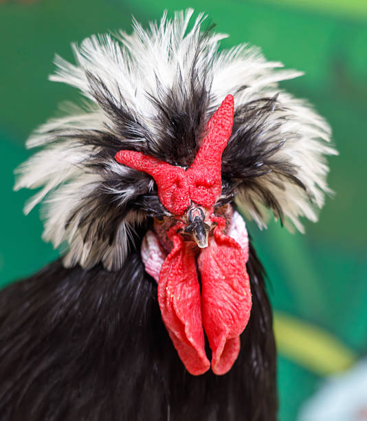 A rooster with a large red beak and a black and white head. The rooster is standing in front of a green background