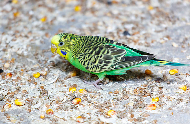 A green and yellow parakeet is eating seeds on the ground. The bird is standing on a patch of dirt and he is enjoying its meal