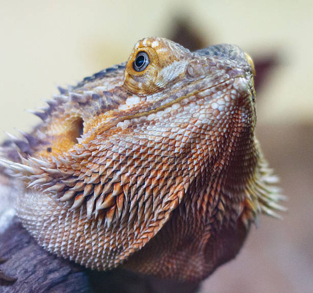 istock A lizard with a brown and orange head and body 2221060445