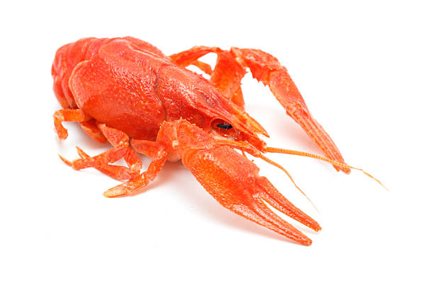istock A large red crab is laying on a white background 2221060530