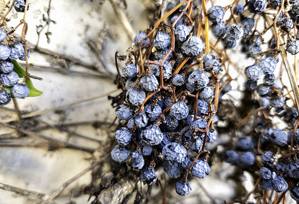 istock Raisins in a market 2221062940