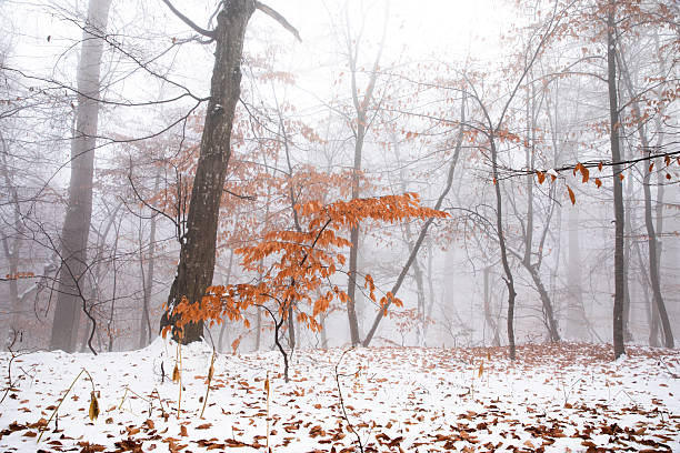 Foggy woods covering trees and a path with brown autumn leaves