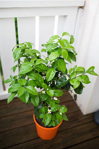 Potted plant with green foliage in orange terracotta pot placed on wooden surface near white railing. Simple indoor or patio plant decoration