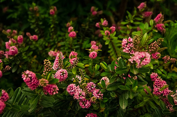 Celosia panorama Decorative flower garden plant