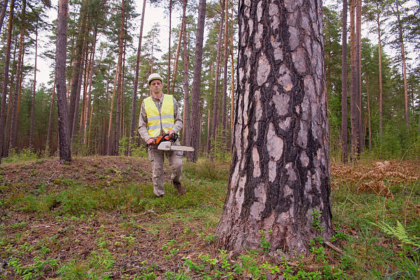 The trunk of a large tree in the foreground. In the background, a man with a chainsaw. Selective focus on the tree trunk on the right side of the frame. Deforestation concept.