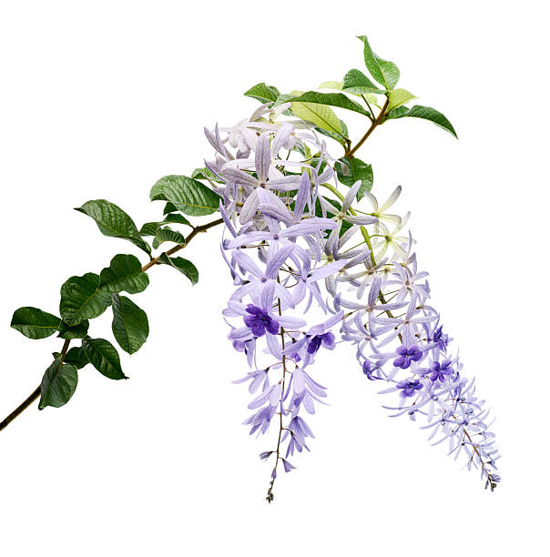 istock Violet Sandpaper Vine, Petrea Vine isolated on white background, with clipping path 2221067683
