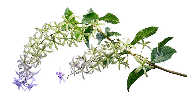 Violet Sandpaper Vine, Petrea Vine isolated on white background, with clipping path