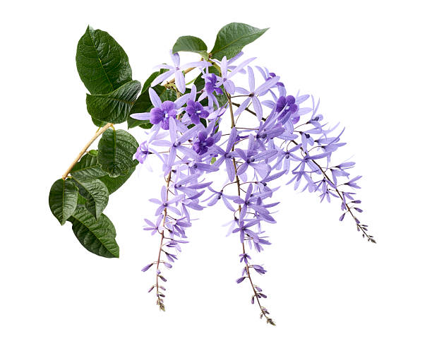 istock Violet Sandpaper Vine, Petrea Vine isolated on white background, with clipping path 2221067699