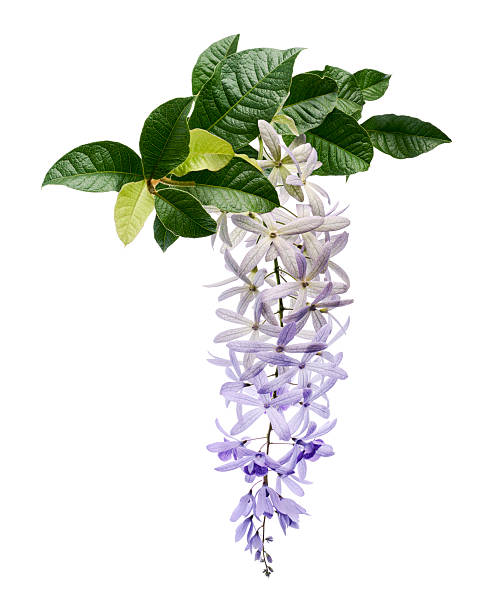 istock Violet Sandpaper Vine, Petrea Vine isolated on white background, with clipping path 2221067700