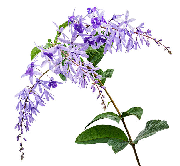 istock Violet Sandpaper Vine, Petrea Vine isolated on white background, with clipping path 2221067857