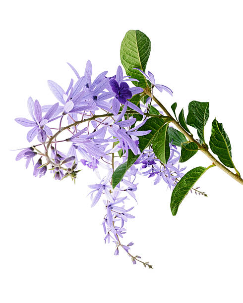 istock Violet Sandpaper Vine, Petrea Vine isolated on white background, with clipping path 2221067858