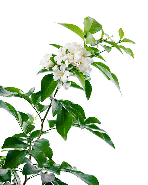 Murraya paniculata, Orange jasmine flowers with leaves isolated on white background with clipping path