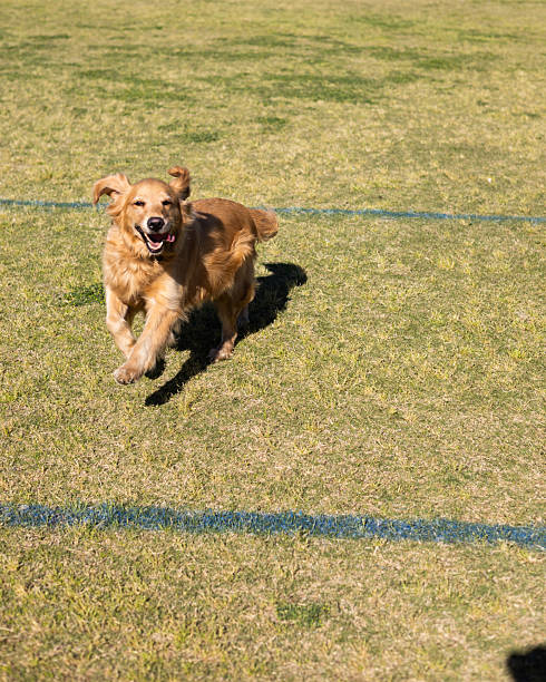istock Golden Retriever Running Toward Camera on Turf Field 2221068703