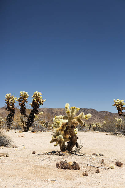 A detailed view of a Cholla cactus bathed in warm desert sunlight, highlighting its spiny, segmented arms and unique texture. Found in arid regions of the American Southwest, this resilient cactus embodies the harsh beauty and ecological diversity of desert environments.