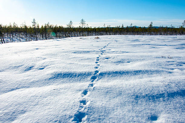 istock Snowy Autumn Season 2221071517