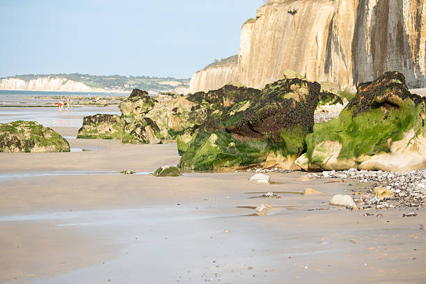 Stone with moss after the low tide of the ocean