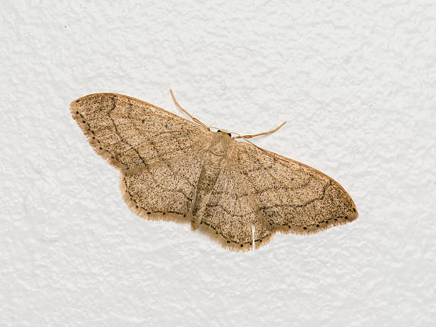 istock Waved Umber Moth (Idaea aversata) Resting Indoors on a White Wall 2221072489