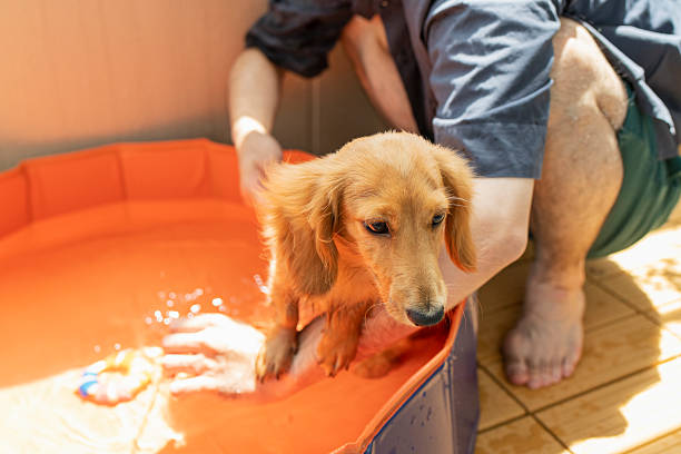 Man playing with his dog in a children's pool