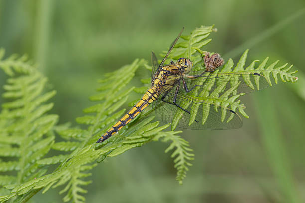 dragonfly on a green fern leaf