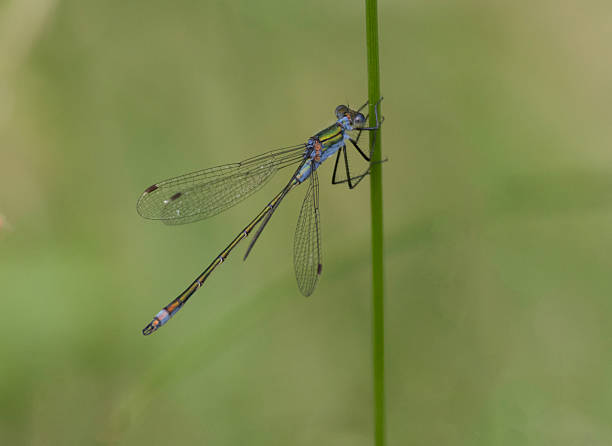 istock An Emerald Damselfly at rest on a wildflower with wings open 2221074570