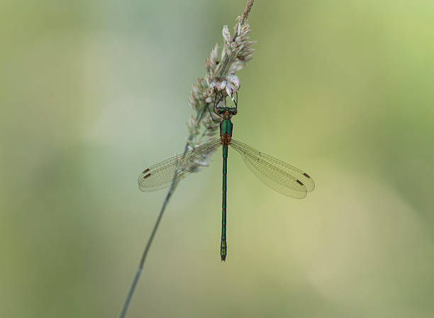 istock An Emerald Damselfly at rest on a wildflower with wings open 2221074592