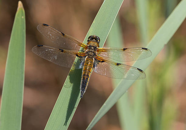 istock Four spotted Chaser resting in sunlight with open wings 2221074666