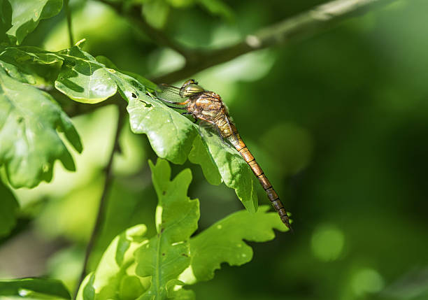 The Norfolk hawker is entirely pale brown apart from a yellow triangle at the base of the body. It is similar to the larger brown hawker, but paler in colour, with green eyes and clear wings. Until recently only found in the Norfolk Broads and a few wetlands in Norfolk and Suffolk, its population has started to expand to other southern counties in England.