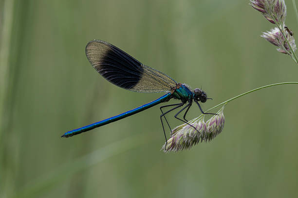istock Banded Demoiselle  (Calyopteryx splendens) 2221075292