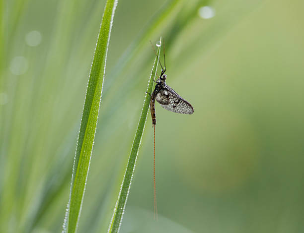 Adult mayflies are delicate animals with broad, clear wings that have a lace-like appearance, very short antennae and up to three very long, fine tail bristles. They hold their wings vertically, closed over their backs. Mayfly larvae also have three 'tails'. The Common mayfly has a creamy-green abdomen with distinctive brown markings towards the rear end, three long, black tails, and translucent, spotted wings.