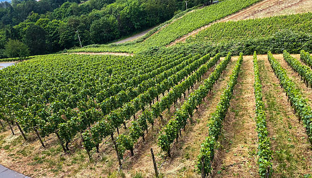 istock Scenic Vineyard Landscape with Lush Green Grape Vines 2221076246