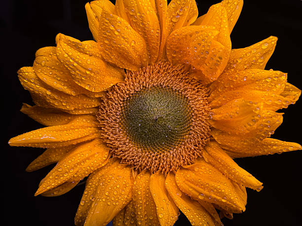 istock Macro Sunflower with Dewdrops on Petals Against Black Background 2221076248